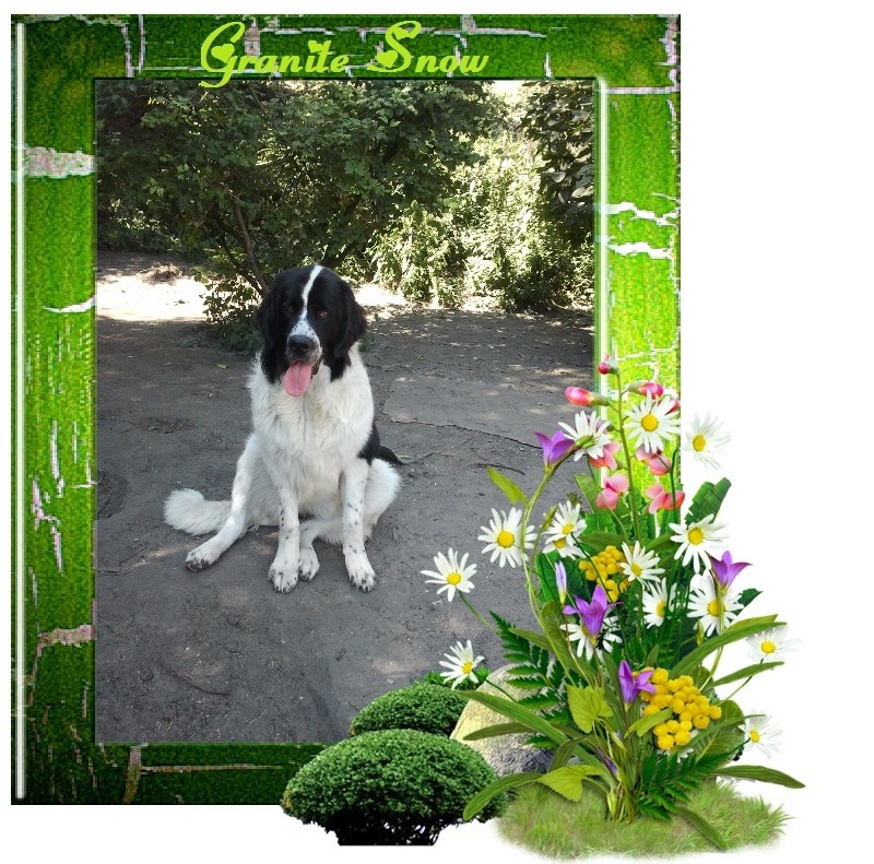 Granite snow Altesse Landseer Paradise