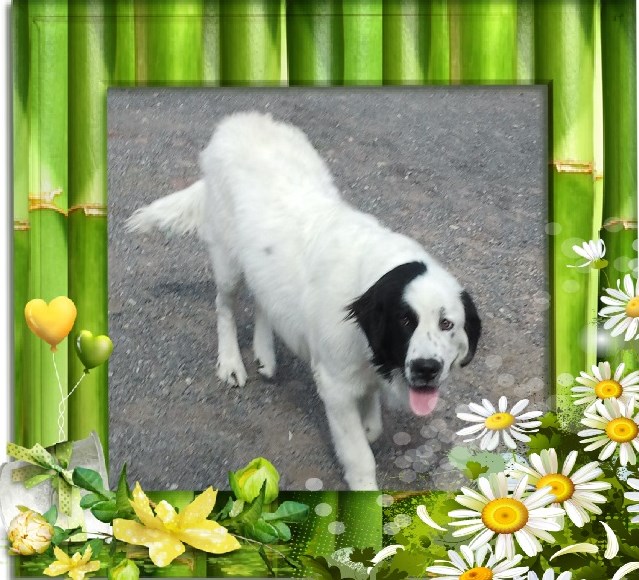 Galaxy Altesse Landseer Paradise