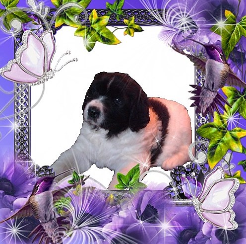 Ice baby doll Altesse Landseer Paradise