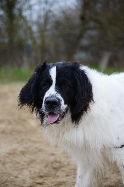 Gotham Altesse Landseer Paradise