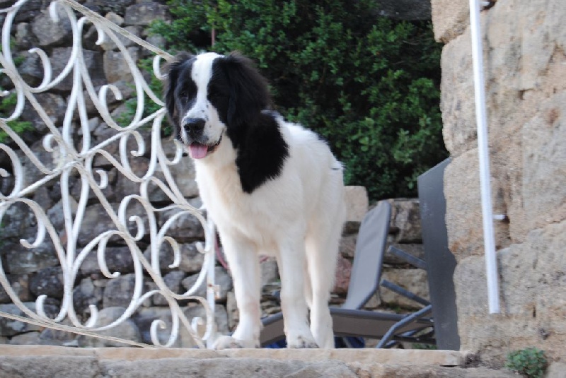 Gandalf le blanc Altesse Landseer Paradise