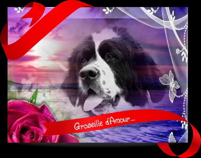 Groseille Altesse Landseer Paradise
