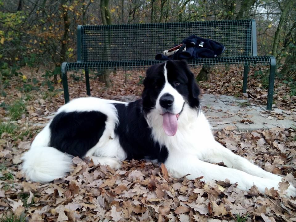 Altesse Landseer Paradise - Gardénia et Milo : Rencontre !!!