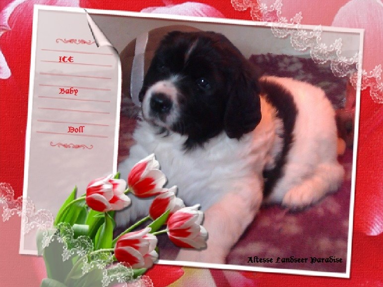 Altesse Landseer Paradise - Landseer type continental europeen - Portée née le 29/01/2013